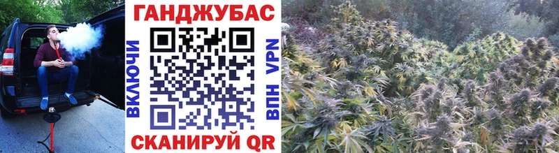 Купить закладки  Гатчина  Бошки Шишки Amnesia 